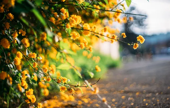 Картинка цветы, природа, весна