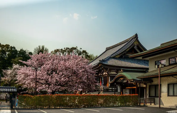 Сакура, Япония, Japan, Архитектура, Sakura, Nara, Нара, Architecture