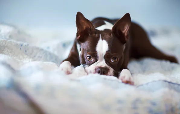 Друг, дома, собака