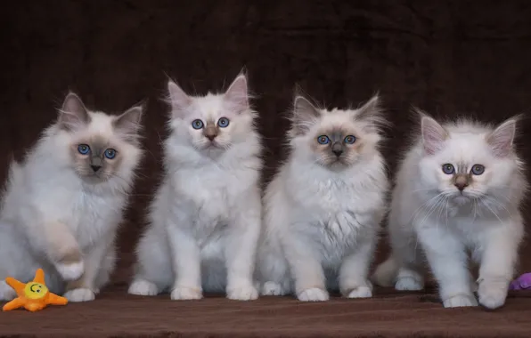 Взгляд, поза, котенок, фон, игрушка, котята, белые, котёнок