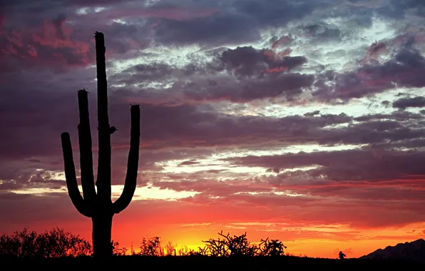 Закат, природа, вечер, кактусы, sunset, Saguaro National Park