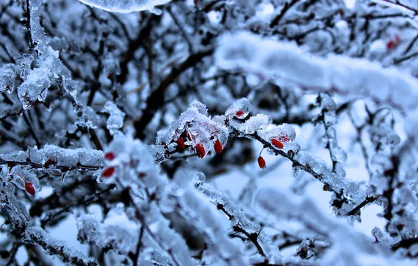 Картинка зима, ягоды, лёд