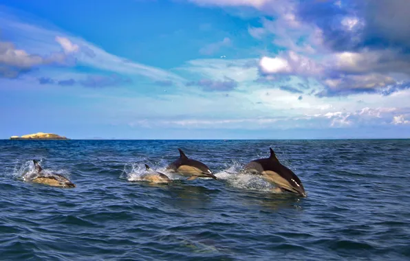Картинка море, дельфины, млекопитающее