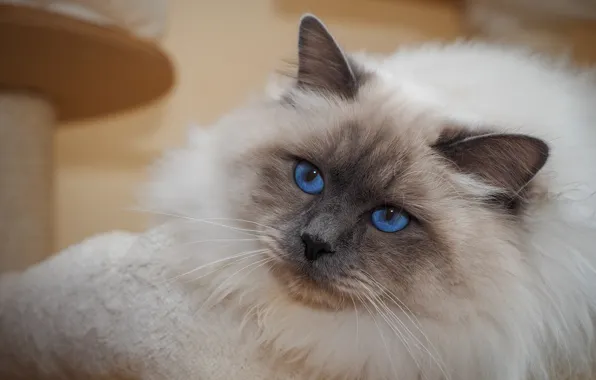 Кошка, кот, взгляд, морда, фон, портрет, лежит, голубые глаза