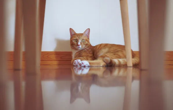 Кошка, кот, взгляд, комната, стена, мебель, рыжий, пол