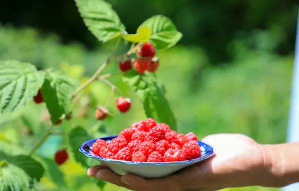 Малина, Raspberry, Малины