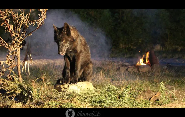 Nature, face, animal, wolf, wildlife, head, fur, mammal