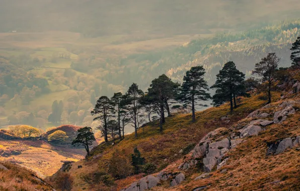 Картинка осень, горы, туман, склон, дымка, сосна