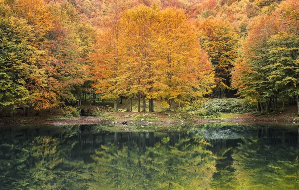 Forest, trees, water, autumn, lake, leaves, reflection, autumn colors