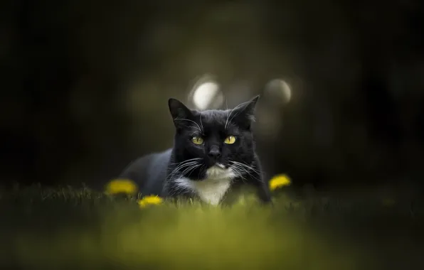 Картинка кошка, взгляд, природа