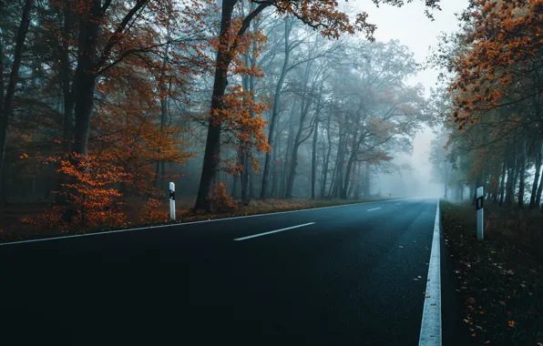 Дорога, осень, деревья, шоссе
