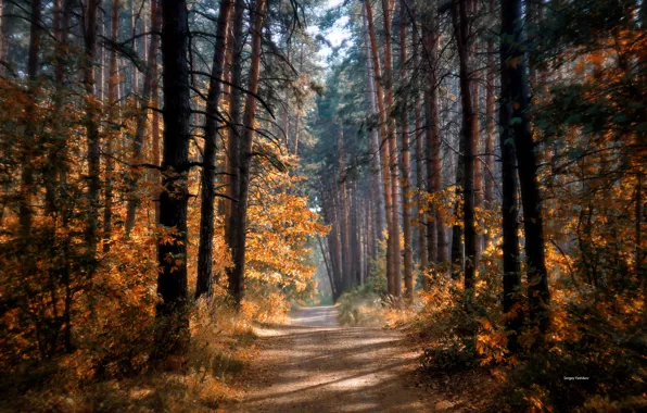 Дорога, осень, лес, солнце, деревья
