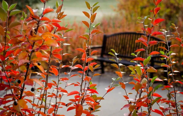 Картинка осень, парк, дерево, растения, скамья