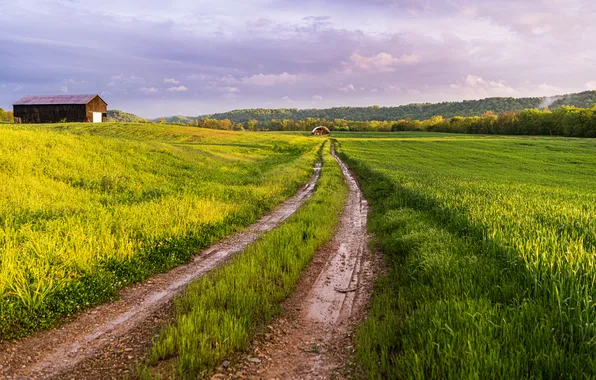 Дорога, зелень, поле, осень, лес, трава, облака, даль