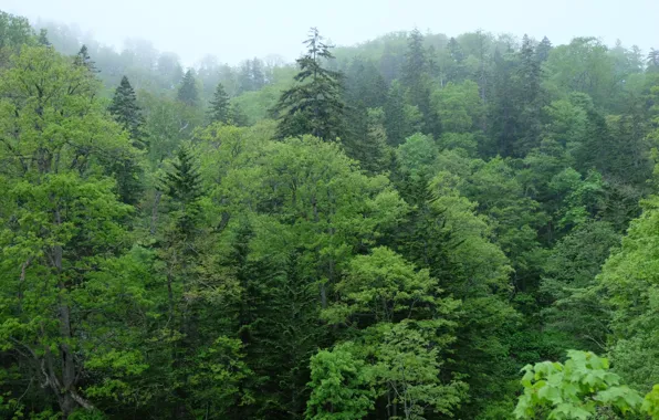 Лес, небо, деревья, природа, Япония, Japan, Osashima primeval reserve area, Hokkaido University’s Nakagawa Experimental Forest