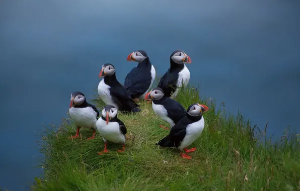 Картинка птицы, травка, семейство, Atlantic puffin, Тупики