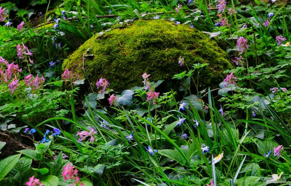 Flower, stone, moss