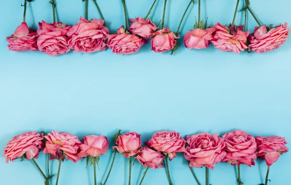 Картинка цветы, розы, розовые, pink, flowers, beautiful, голубой фон, roses