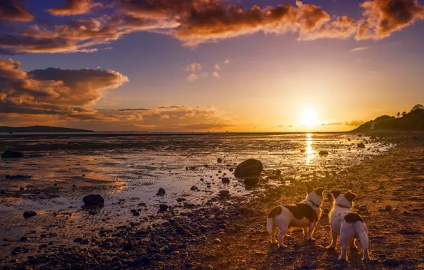 Картинка собаки, закат, берег, друзья