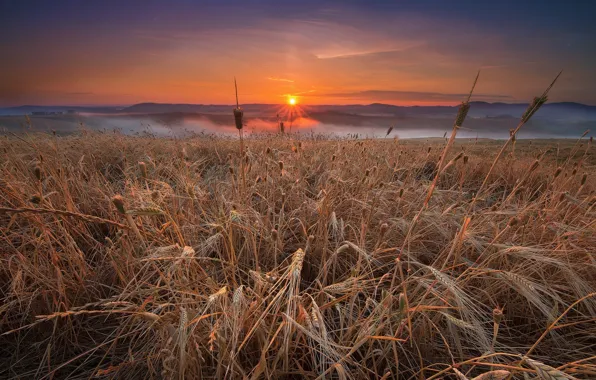 Поле, пейзаж, закат, природа