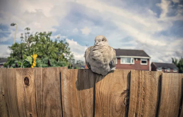 Картинка птица, забор, голубь