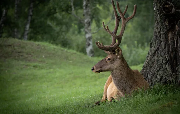 Forest, deer, lying down, antlers