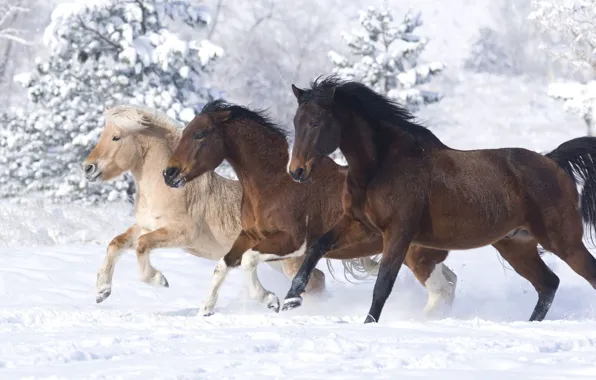 Зима, снег, кони, лошади