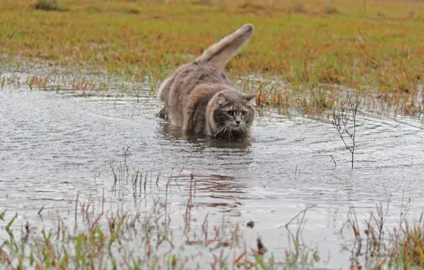 Кошка, трава, вода, шерсть