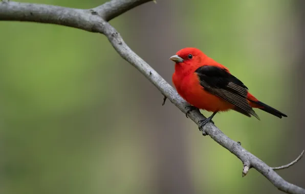 Картинка природа, птица, Красно-чёрная пиранга