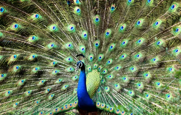 Картинка птица, красота, павлин, bird, переливы, яркое оперение, peacock, spread tail