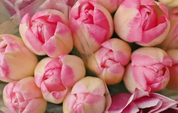 Картинка цветы, тюльпаны, розовые, бутоны, pink, flowers, tulips