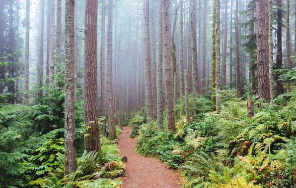 Картинка лес, деревья, туман, Вашингтон, США, тропинка, кусты, Issaquah