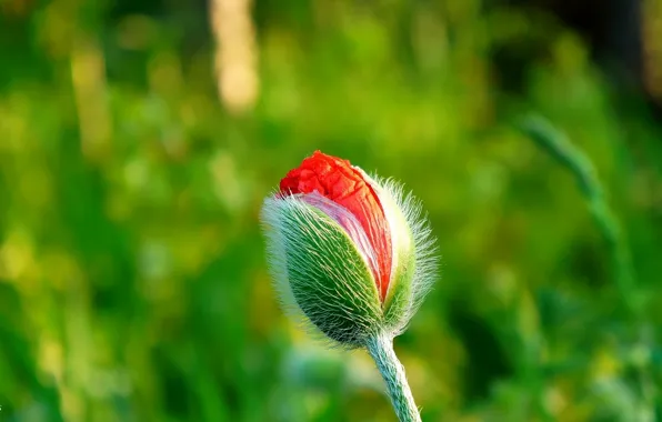 Картинка red, flower, spring, poppy
