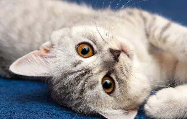 Кошка, взгляд, поза, котенок, серый, портрет, лапки, милый