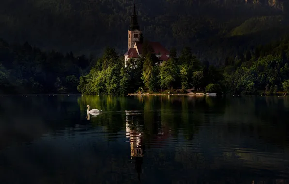 Картинка озеро, птица, лебедь, Словения, Бледское озеро, Блед