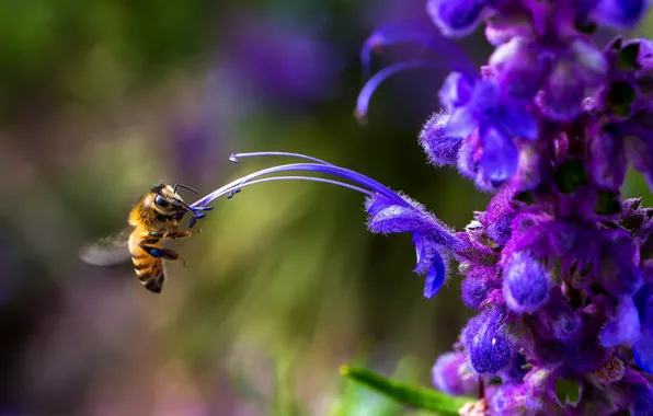 Картинка цветок, природа, пчела
