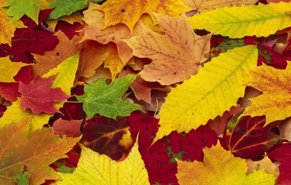 Осень, листья, природа, времена года, желтые, красные, разноцветные, опавшие