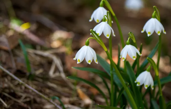 Листья, цветы, природа, весна, подснежники, белые, боке
