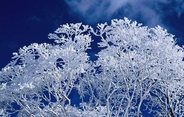 Картинка зима, небо, дерево