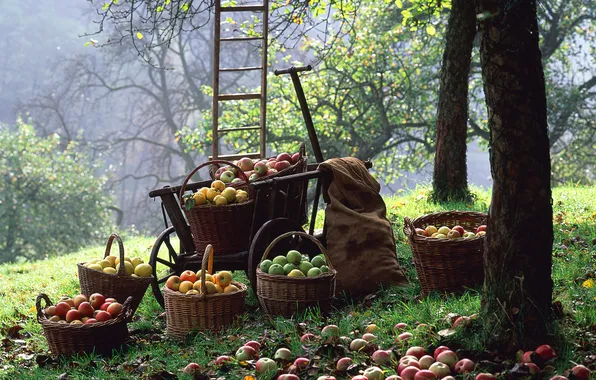 Урожай, Яблоки, корзины