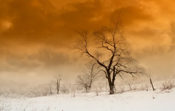 Картинка снег, природа, дерево, краски
