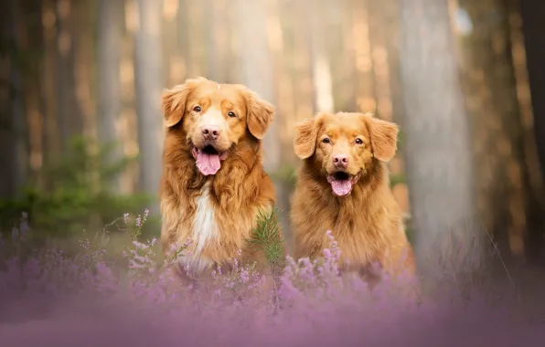 Картинка лес, собаки, пара, боке, две собаки, вереск, Новошотландский ретривер