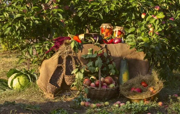 Сад, урожай, овощи, яблони