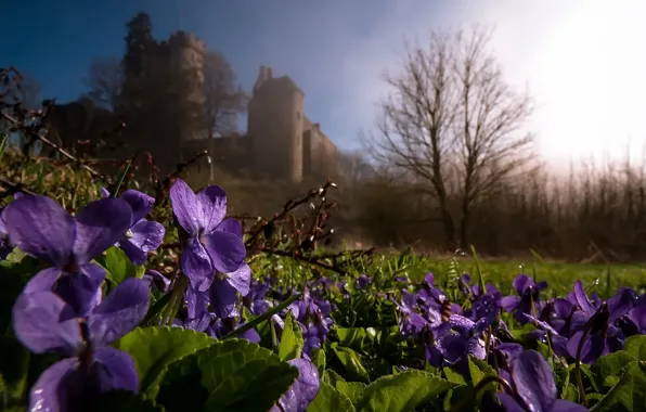 Цветы, природа, весна