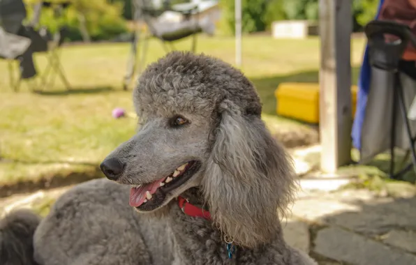 Друг, собака, лежит, пудель