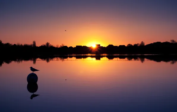 Картинка закат, озеро, птица