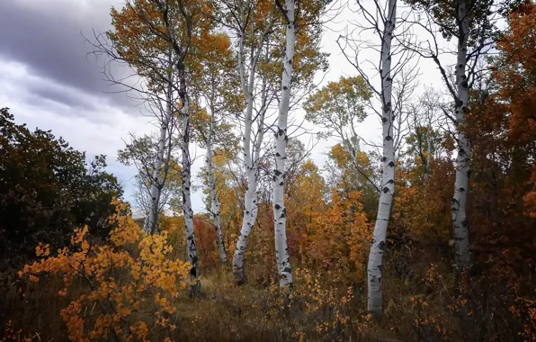 Картинка осень, лес, берёзы