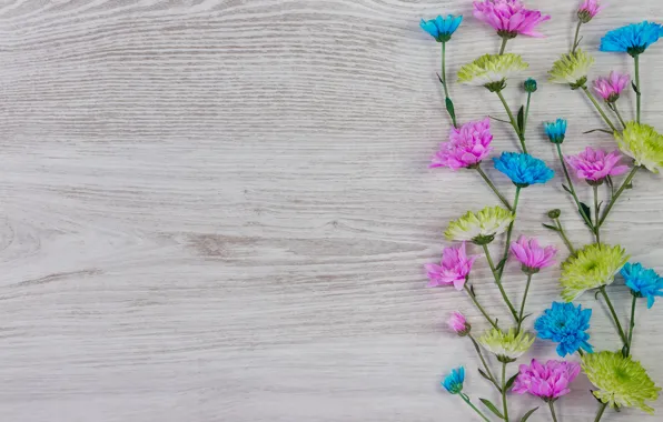 Картинка цветы, colorful, white, хризантемы, wood, blue, pink, flowers