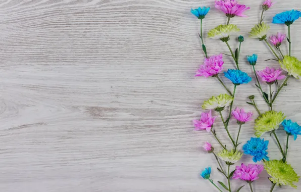 Цветы, colorful, white, хризантемы, wood, blue, pink, flowers