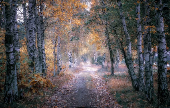 Дорога, осень, лес, деревья, парк, ветви, стволы, листва